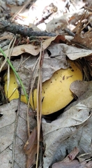 Russula claroflava