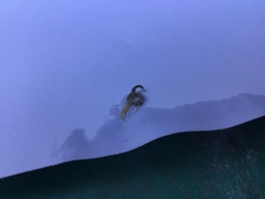 Oligochaeta