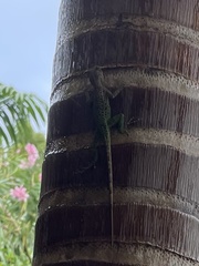 Anolis leachii