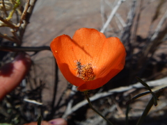 Sphaeralcea gierischii
