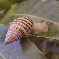 Drymaeus poecilus