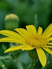 Senecio vernalis