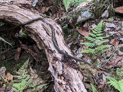 Chironius multiventris