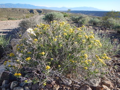 Amphipappus fremontii