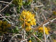 Amphipappus fremontii