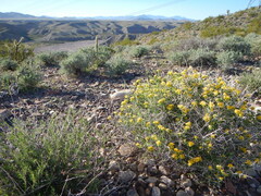 Amphipappus fremontii