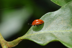 Iphiclus simplex