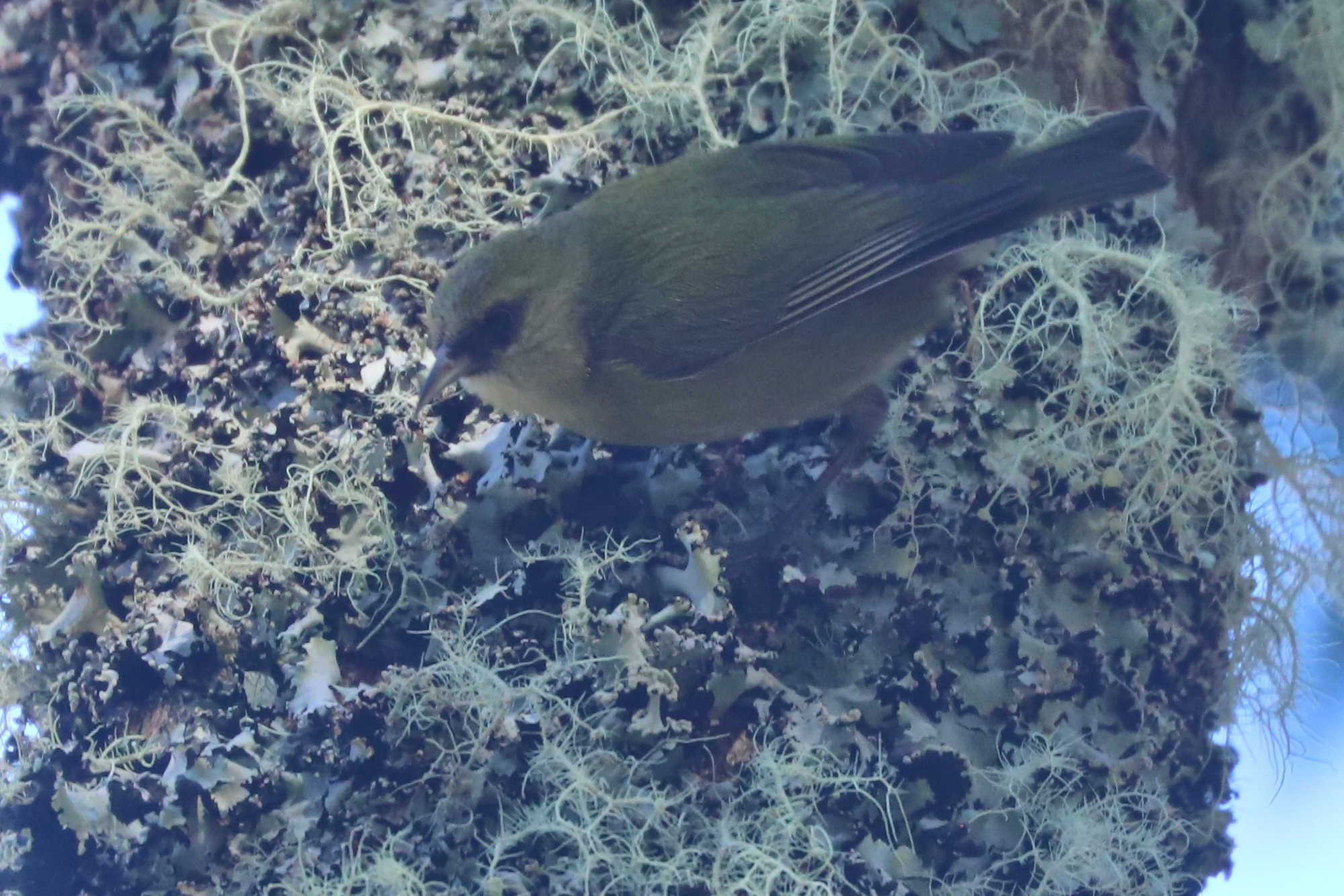 Loxops mana (S.B.Wilson, 1891)