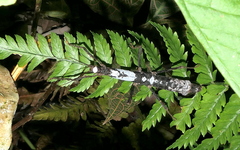 Rhynchacris ornata