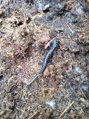 Plethodon mississippi