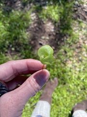 Claytonia perfoliata