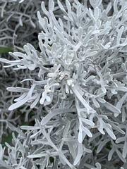 Pseudevernia consocians