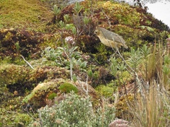 Grallaria quitensis