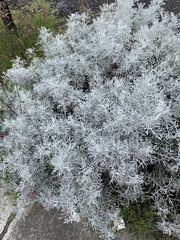 Pseudevernia consocians