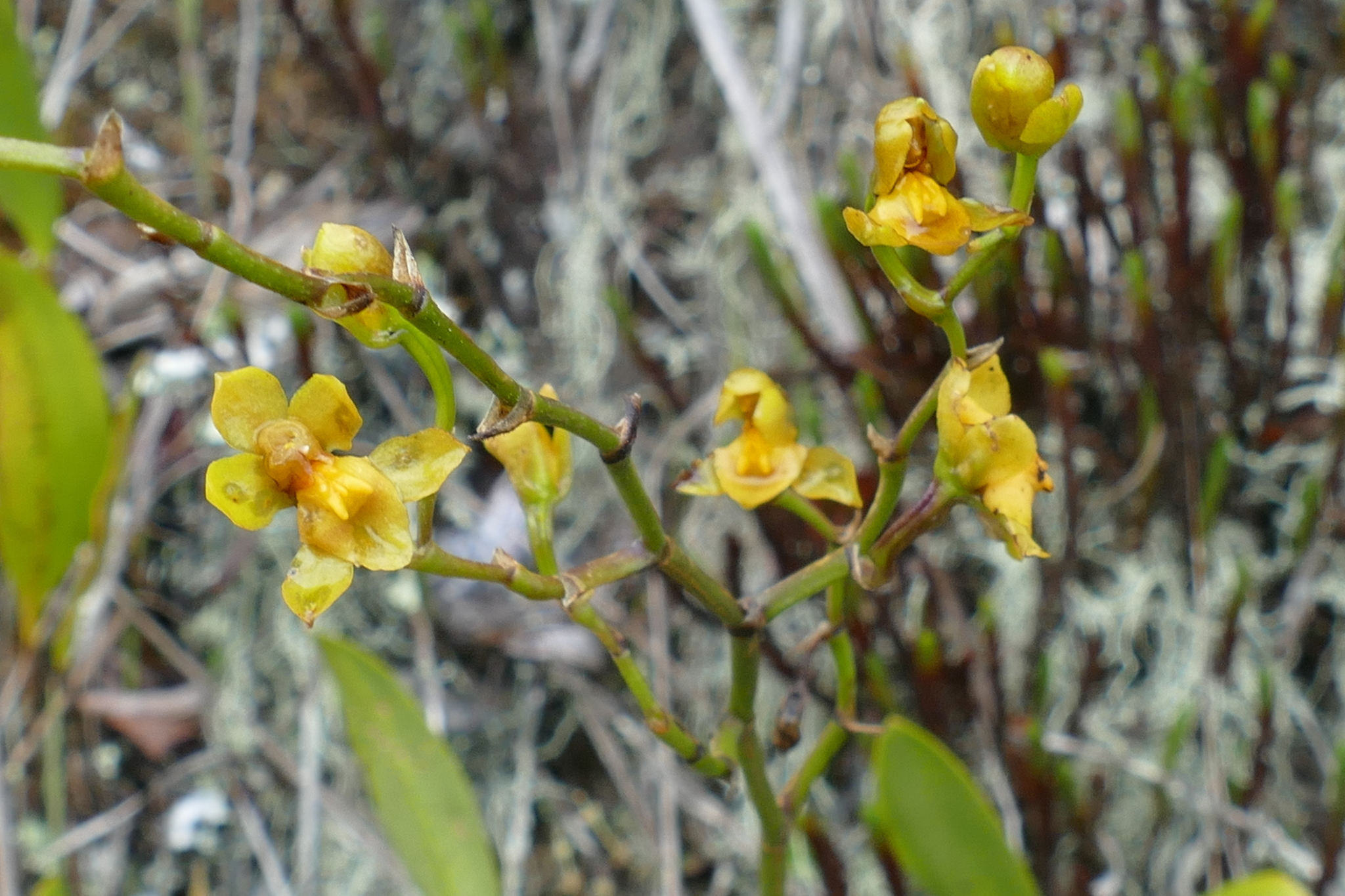 Cyrtochilum soennemarkii image