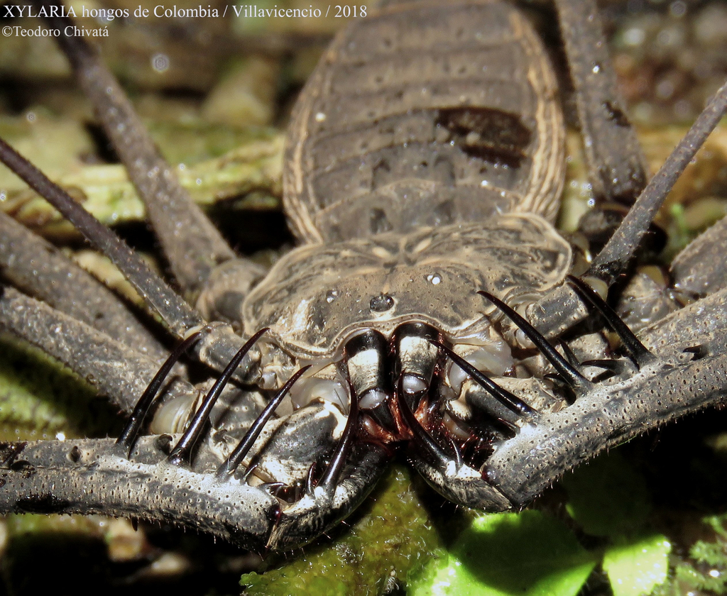 Heterophrynus batesii from Villavicencio, Meta, Colombia on July 7 ...