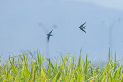 Hirundo rustica