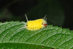Lophocampa annulosa
