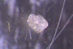 Planorbella scalaris