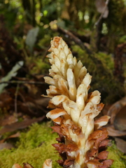 Conopholis panamensis