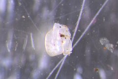 Planorbella scalaris