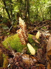 Conopholis panamensis