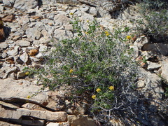 Amphipappus fremontii