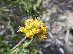 Amphipappus fremontii