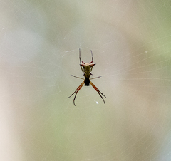 Micrathena nigrichelis