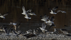 Larus armenicus