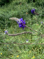 Dalea coerulea