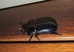 Aulacocyclus teres