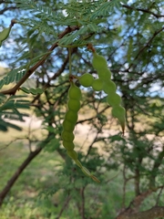 Vachellia aroma