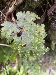 Hymenophyllum scabrum