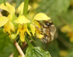 Anthophora plumipes