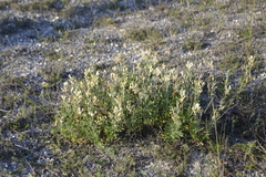 Astragalus albicaulis