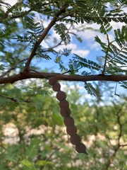 Vachellia aroma