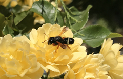 Megachile euzona