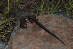 Plestiodon anthracinus