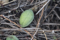 Passiflora bryonioides