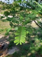 Vachellia aroma