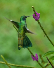 Colibri