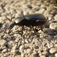 Carabus