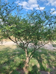 Vachellia aroma