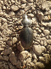 Carabus