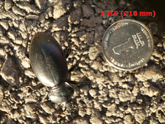 Carabus