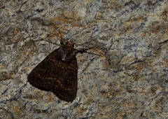 Caradrina germainii