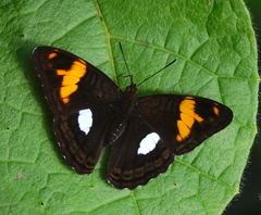 Adelpha justina