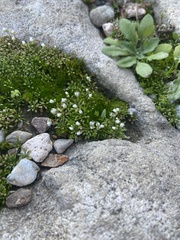Draba verna