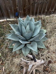 Agave ovatifolia